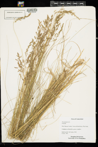 Poa pratensis image