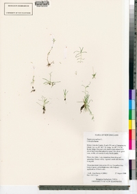 Sagina procumbens image