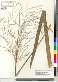 Image of Zizaniopsis miliacea