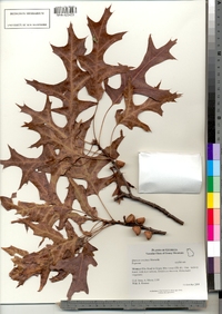 Quercus coccinea image