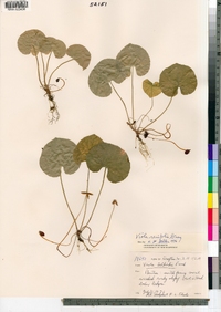 Viola renifolia image