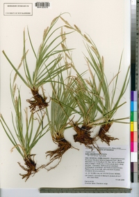 Image of Carex cherokeensis