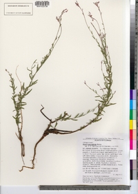 Gaura angustifolia image