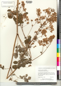 Thalictrum pubescens image