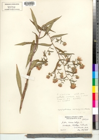 Symphyotrichum novi-belgii image