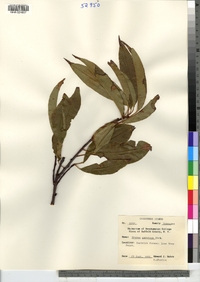 Prunus serotina image