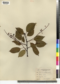 Prunus serotina image