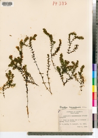 Elodea canadensis image