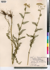 Achillea millefolium image