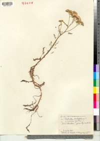 Achillea millefolium image