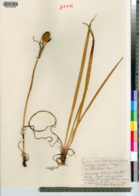 Iris setosa var. canadensis image