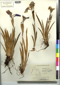 Iris setosa var. canadensis image