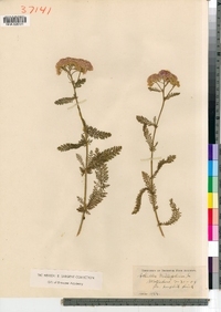 Achillea millefolium image