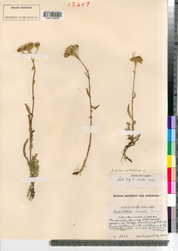 Achillea millefolium image