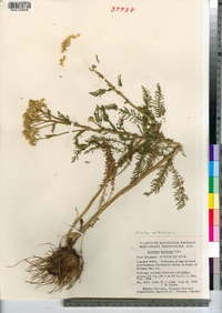 Achillea millefolium image