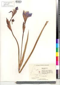 Iris versicolor image