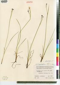 Sisyrinchium atlanticum image