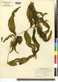 Potamogeton amplifolius image