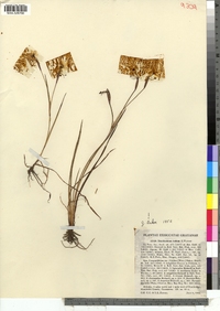 Image of Sisyrinchium bellum