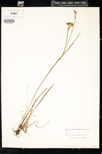 Sisyrinchium montanum image