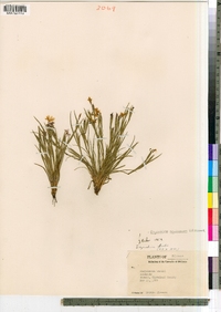 Image of Sisyrinchium langloisii