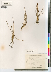 Triglochin gaspensis image