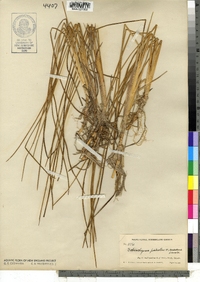 Scheuchzeria palustris image