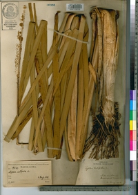 Typha latifolia image