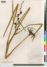 Sparganium americanum image