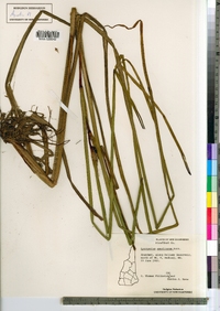 Sparganium americanum image