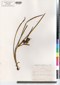 Sparganium angustifolium image