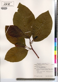 Magnolia acuminata image