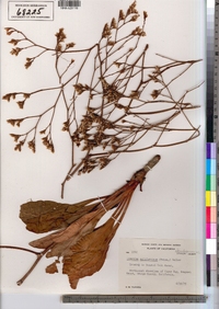Image of Limonium californicum