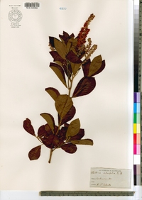 Clethra alnifolia image