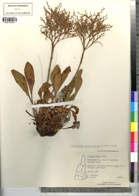 Limonium carolinianum image