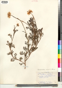 Chamaemelum nobile image