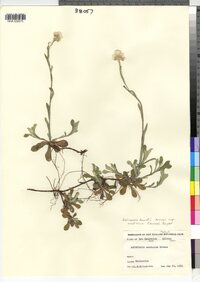 Antennaria howellii ssp. neodioica image