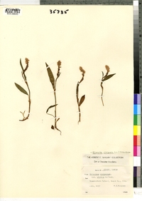 Polygonum viviparum image