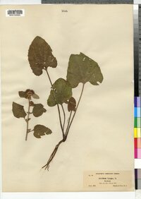 Arctium lappa image