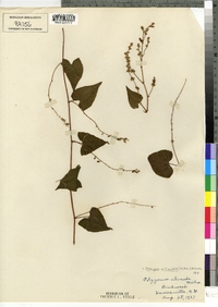 Polygonum cilinode image