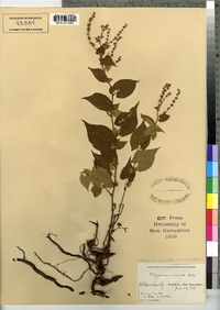 Polygonum cilinode image