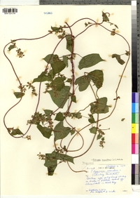 Polygonum scandens var. scandens image