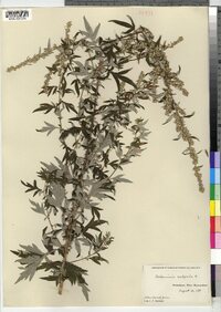 Artemisia vulgaris image