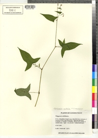 Polygonum arifolium image