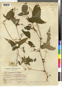 Polygonum arifolium image