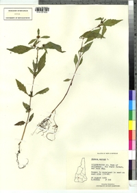 Bidens cernua image