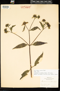 Bidens connata image