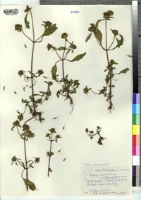 Bidens connata image