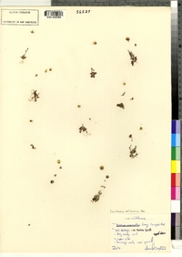 Image of Lasthenia californica
