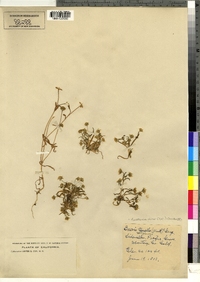 Image of Lasthenia minor